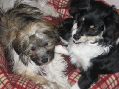 Close Up - A black, white and tan shorthaired Havanese is sitting on a plaid red, tan and brown pillow next to a brown, tan, grey and white Havanese.